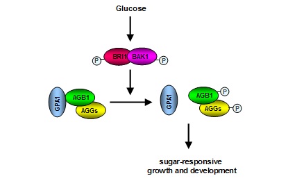 Nature Communications∣中科院遗传发育所，植物所和安徽农业大学合作发现糖信号调控植物生长发育的新机制